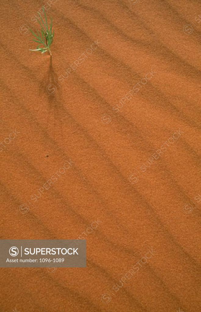 Stock Photo: 1096-1089 High angle view of a plant in the desert