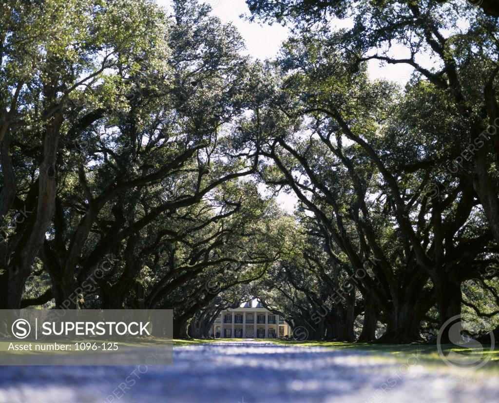 Stock Photo: 1096-125 Trees along a walkway, Oak Alley Plantation, Vacherie, Louisiana, USA