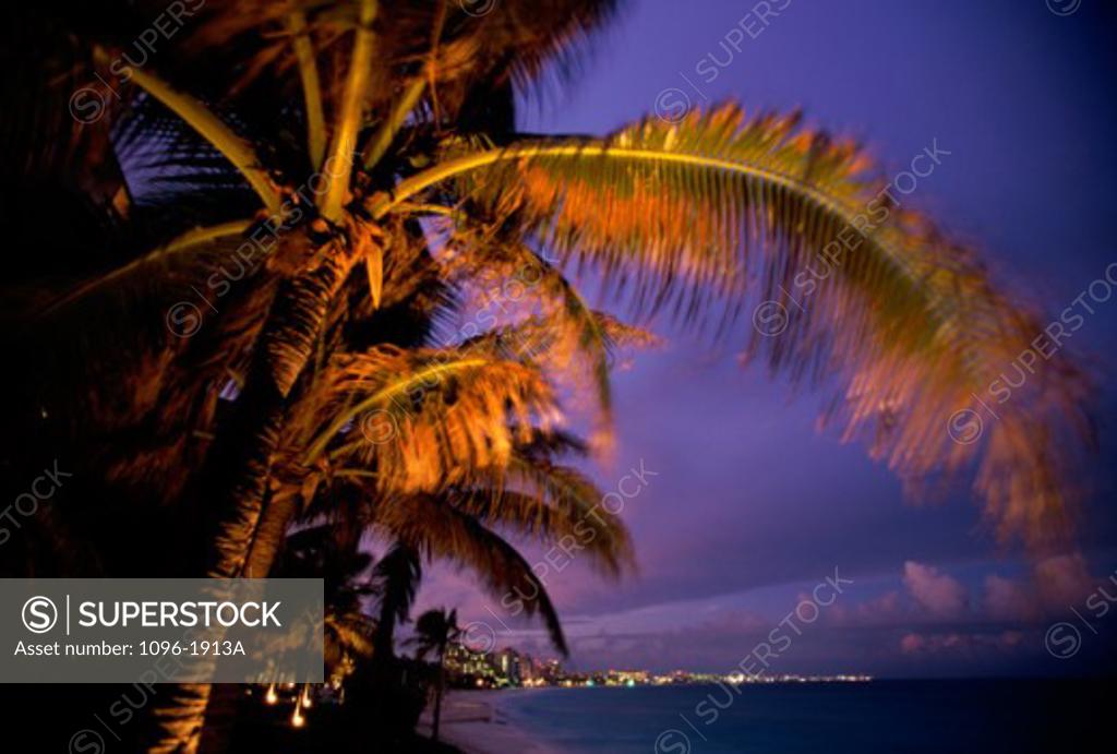 Stock Photo: 1096-1913A Palm trees on Cancun Beach, Cancun, Mexico