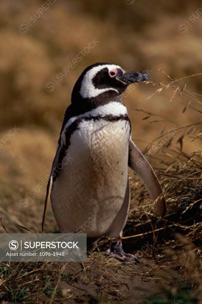 Stock Photo: 1096-1948 Magellanic Penguin in a grassy field, Chile
