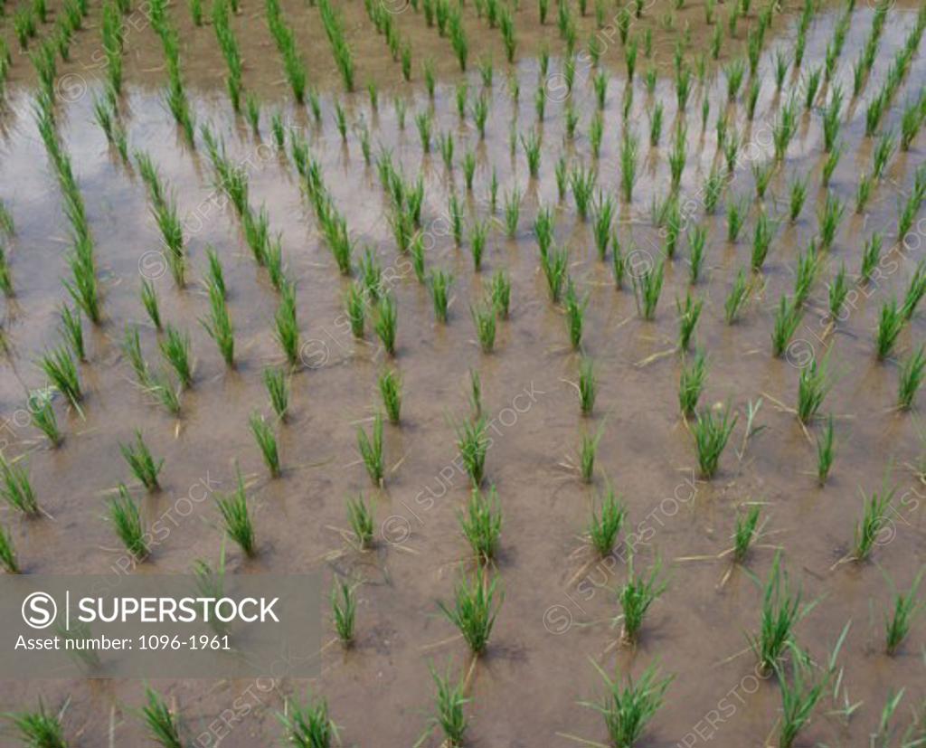 Stock Photo: 1096-1961 Rice growing in a field, Bali, Indonesia