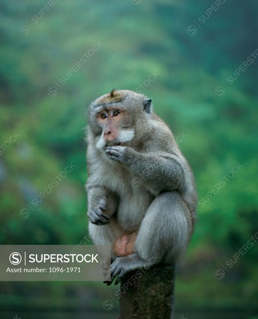 Stock Photo: 1096-1971 Macaque sitting on a wooden post