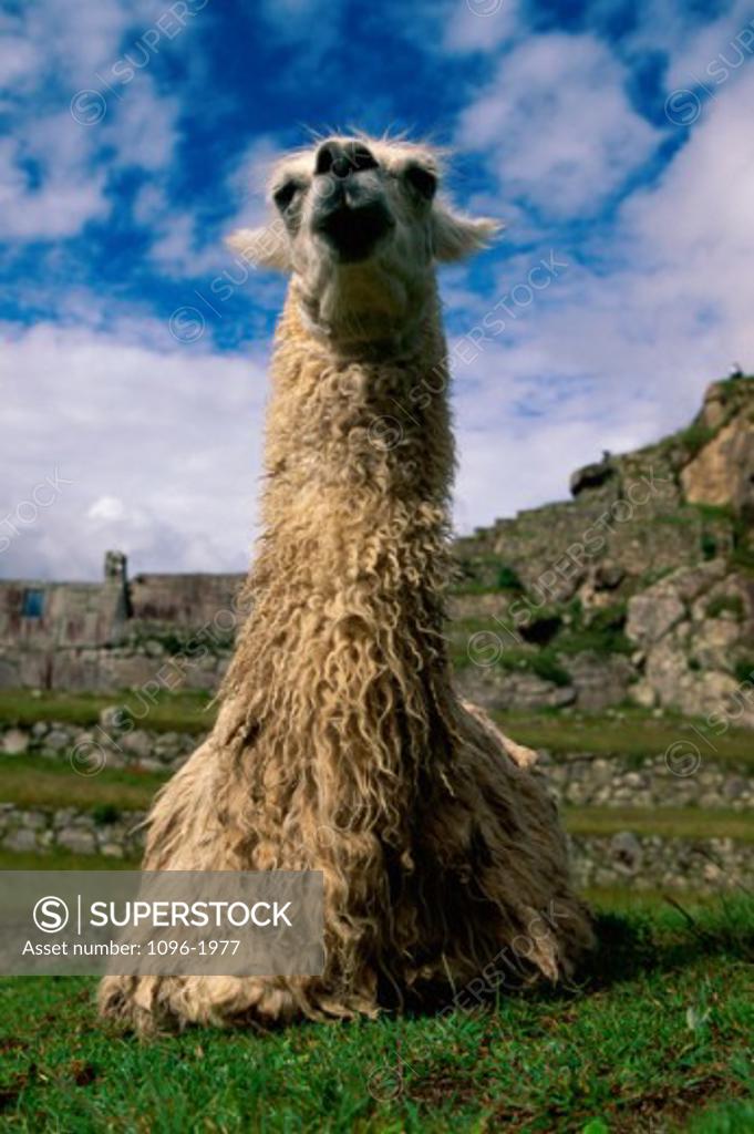Stock Photo: 1096-1977 Llama in a field