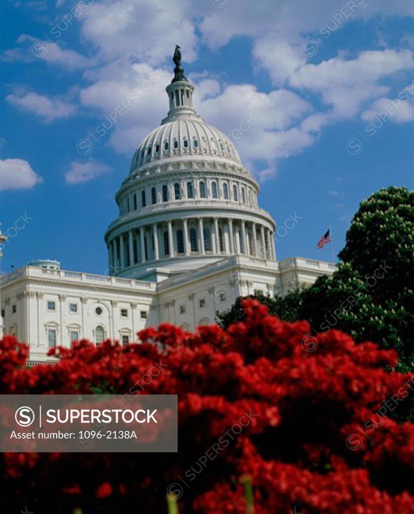 Stock Photo: 1096-2138A Flowering plants in front of the Capitol Building, Washington, D.C., USA