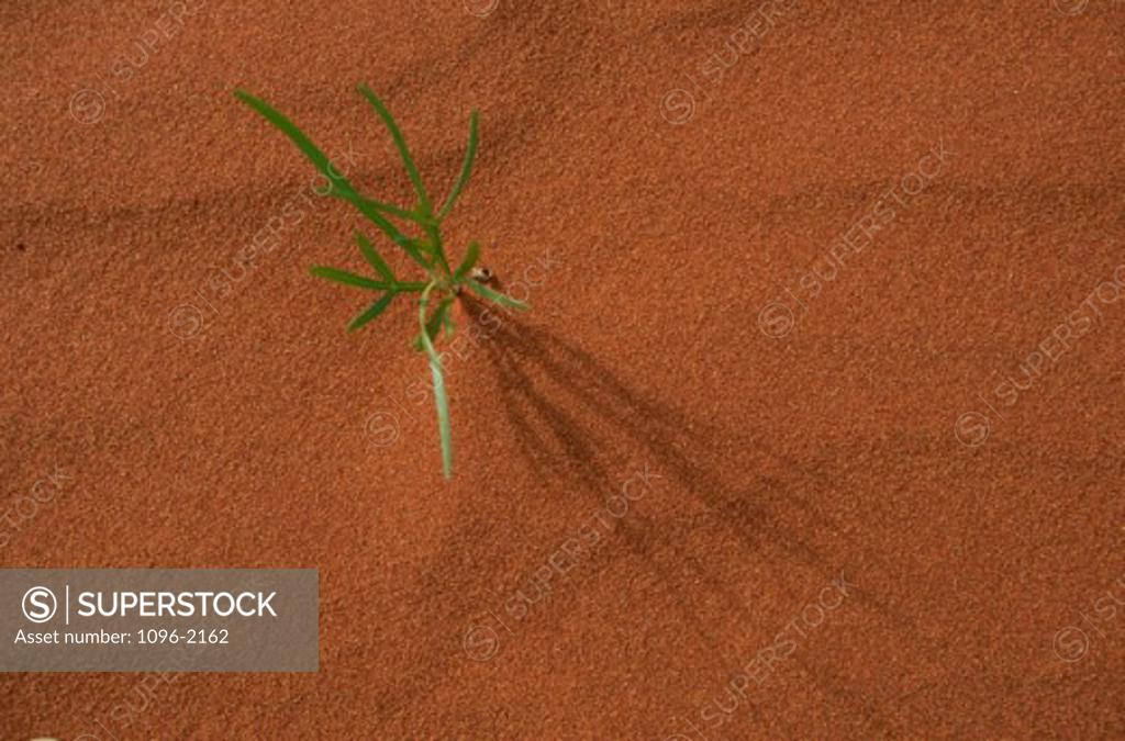 Stock Photo: 1096-2162 Plant sprouts in the sand