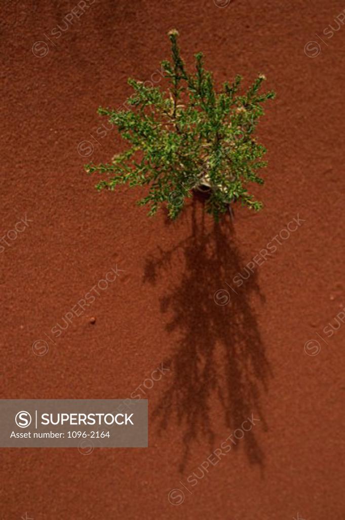 Stock Photo: 1096-2164 High angle view of a plant in the desert