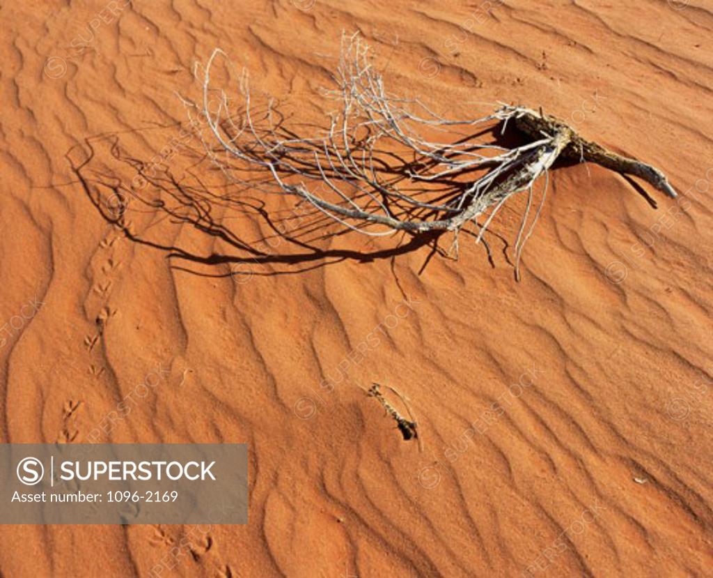 Stock Photo: 1096-2169 High angle view of a dried plant in the sand
