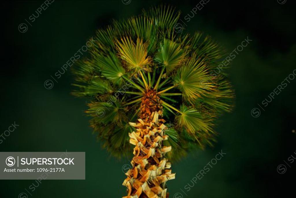 Stock Photo: 1096-2177A Low angle view of a palm tree