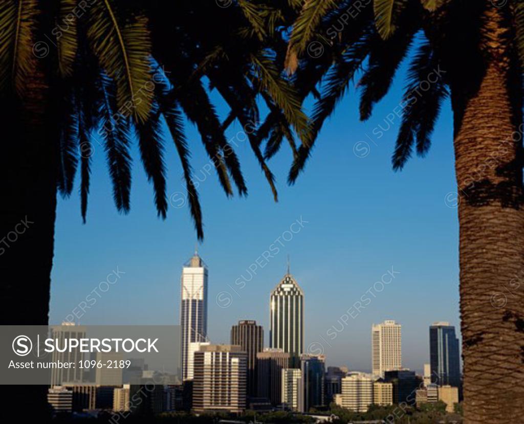 Stock Photo: 1096-2189 Palm trees in a city, Perth, Australia