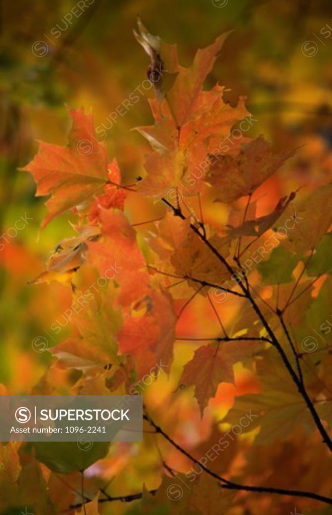 Stock Photo: 1096-2241 Close-up of autumn leaves