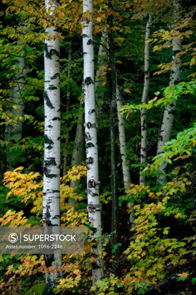 Stock Photo: 1096-2246 Trees in a forest