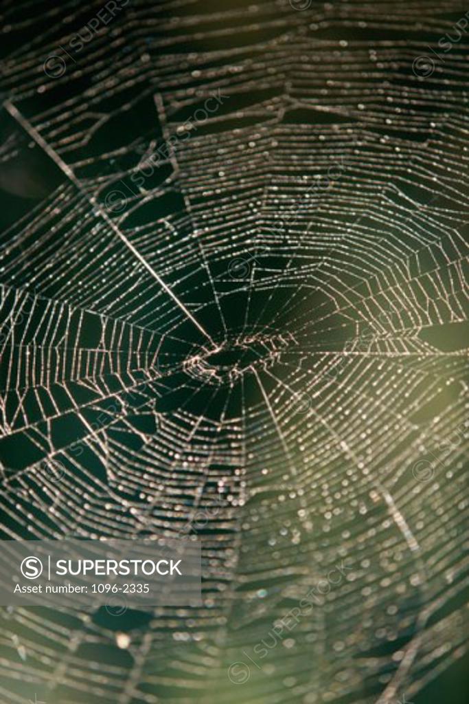 Stock Photo: 1096-2335 Close-up of a spider's web