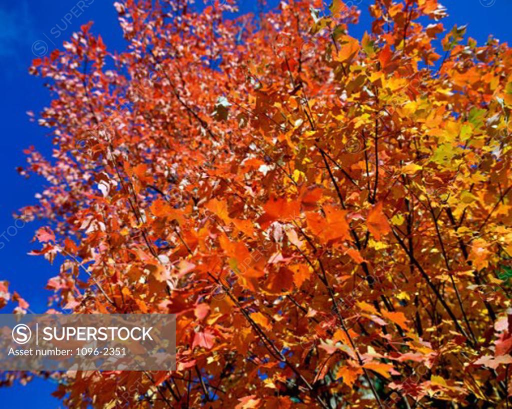 Stock Photo: 1096-2351 Low angle view of autumn leaves on a tree