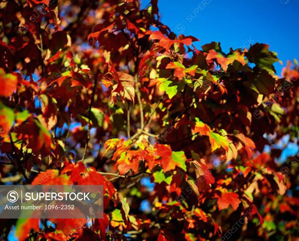 Close-up of autumn leaves on a tree
