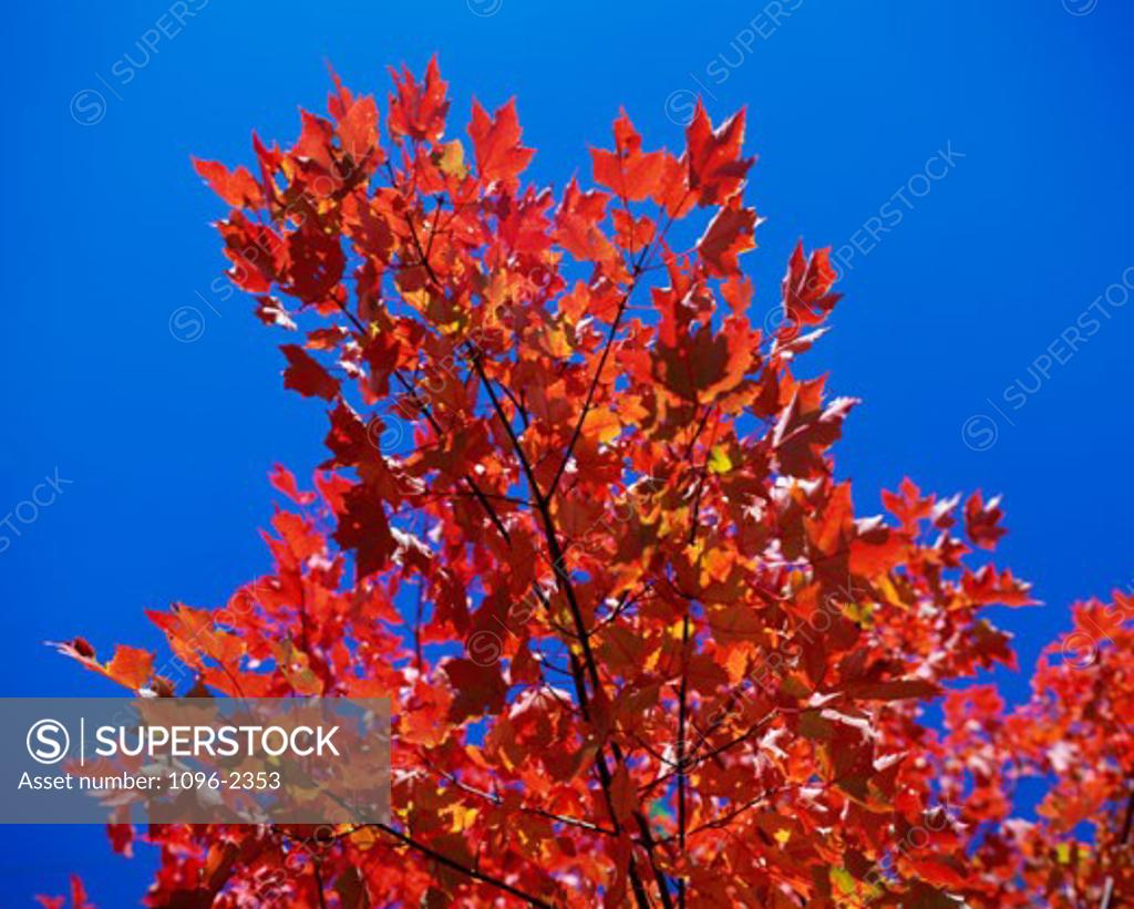 Stock Photo: 1096-2353 Low angle view of autumn leaves on a tree