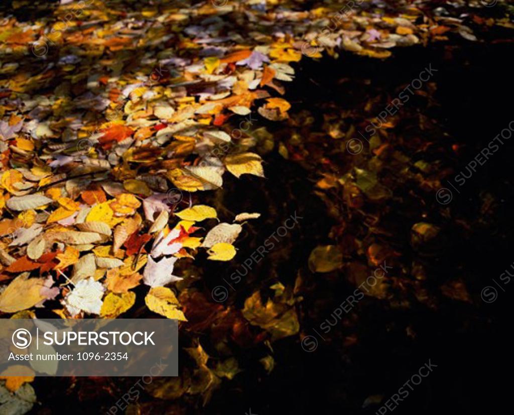 Stock Photo: 1096-2354 Dry leaves floating on water