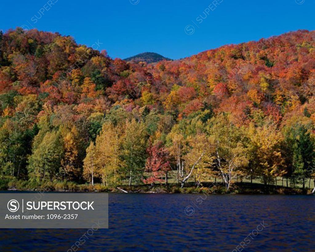 Stock Photo: 1096-2357 Forest near a lake