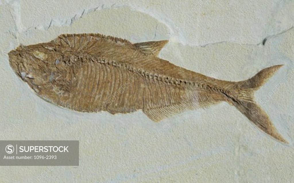 Stock Photo: 1096-2393 Close-up of the fossil of a fish