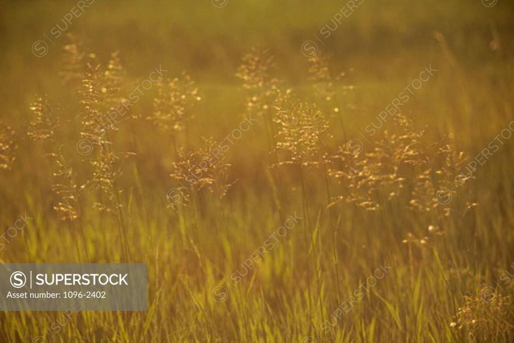 Stock Photo: 1096-2402 Field of lawn grass