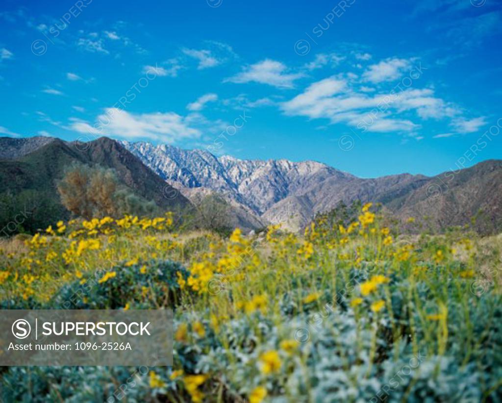 Stock Photo: 1096-2526A Panoramic view of a landscape, Palm Springs, California, USA