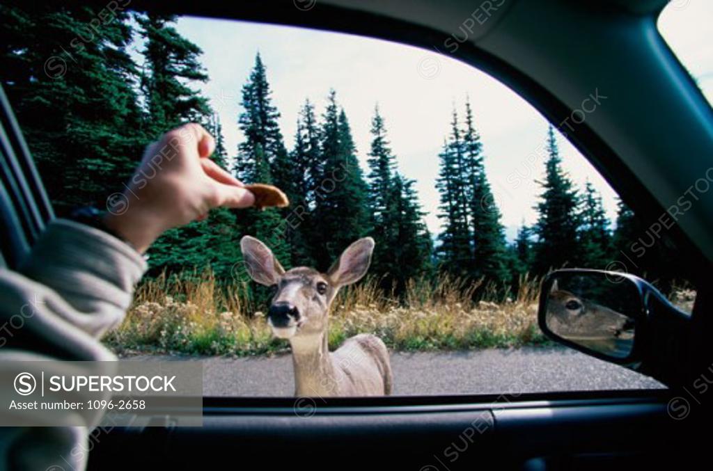 Stock Photo: 1096-2658 Person feeding a Mule Deer (Odocoileus hemionus)