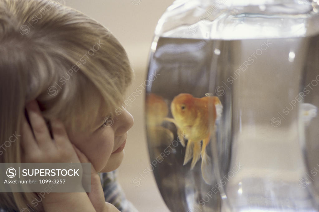 Stock Photo: 1099-3257 Close-up of a girl watching a goldfish in a fishbowl