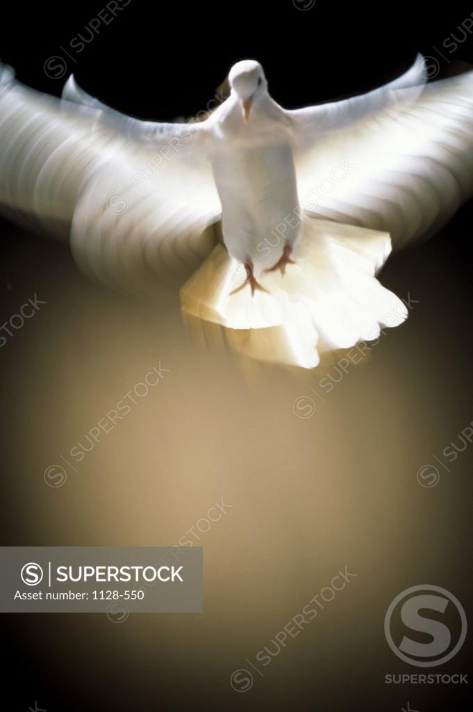 Stock Photo: 1128-550 White Dove in flight