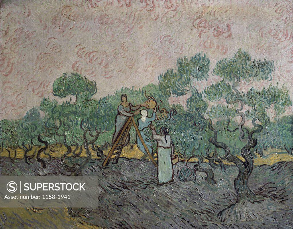 Stock Photo: 1158-1941 The Olive Trees   Vincent van Gogh (1853-1890/Dutch)  Annenberg Collection, Palm Springs, California 