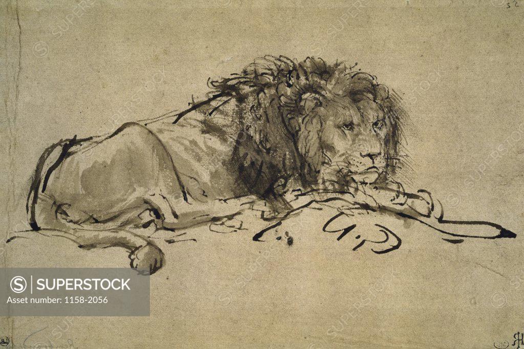 Stock Photo: 1158-2056 Lion  17th C.  Rembrandt Harmensz van Rijn  (1606-1669/Dutch)  Musee du Louvre, Paris  