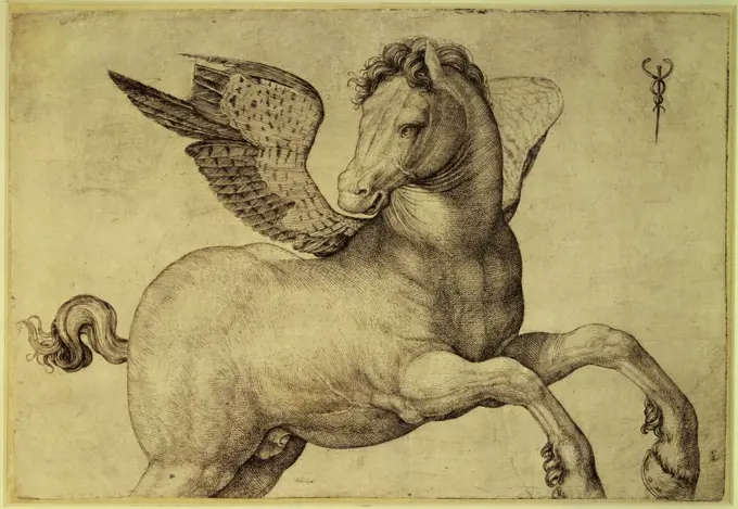 Pegasus  Late 15th C.  Jacopo de' Barbari (1440-1511/Italian)  Engraving Rijksmuseum, Amsterdam 