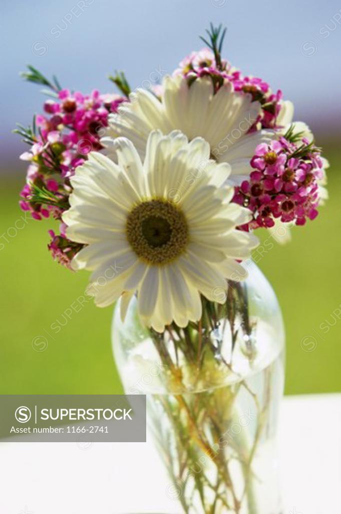 Stock Photo: 1166-2741 Flowers in a vase