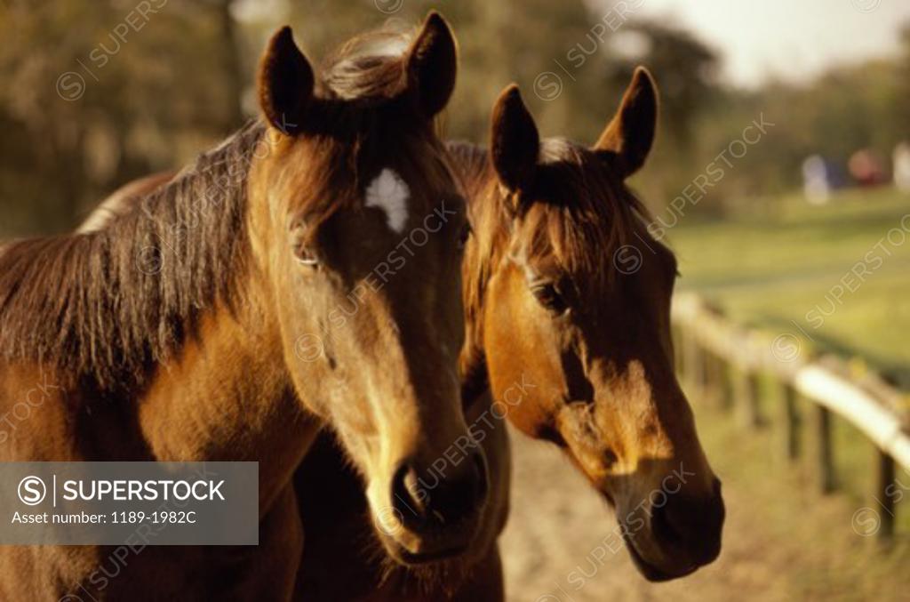 Stock Photo: 1189-1982C Close-up of two horses
