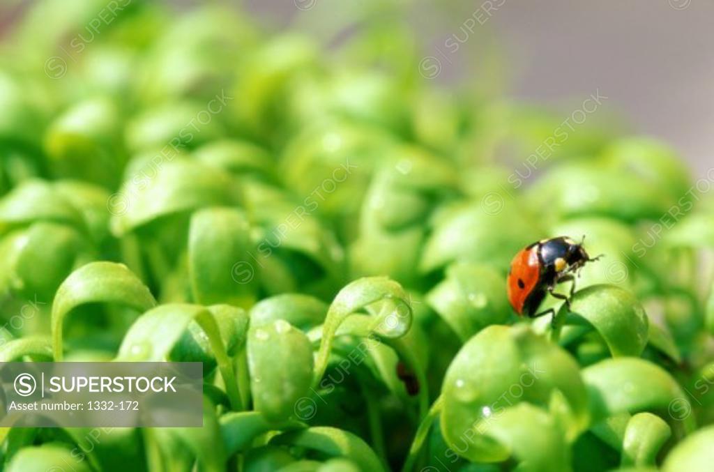 Stock Photo: 1332-172 Ladybug    