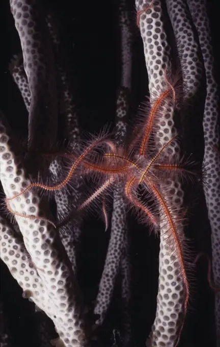 Brittle Star on coral underwater