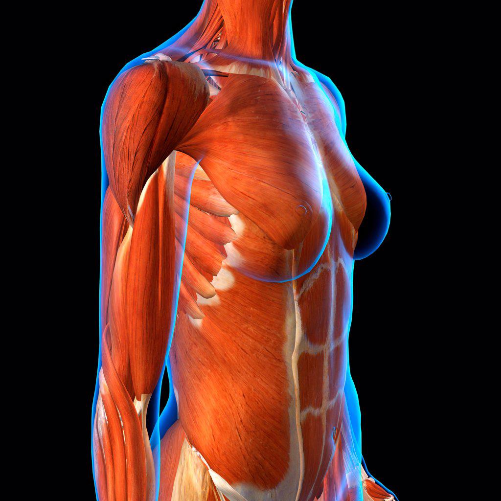 Side View of Female Chest and Abdominal Muscles Anatomy in Blue X-Ray
