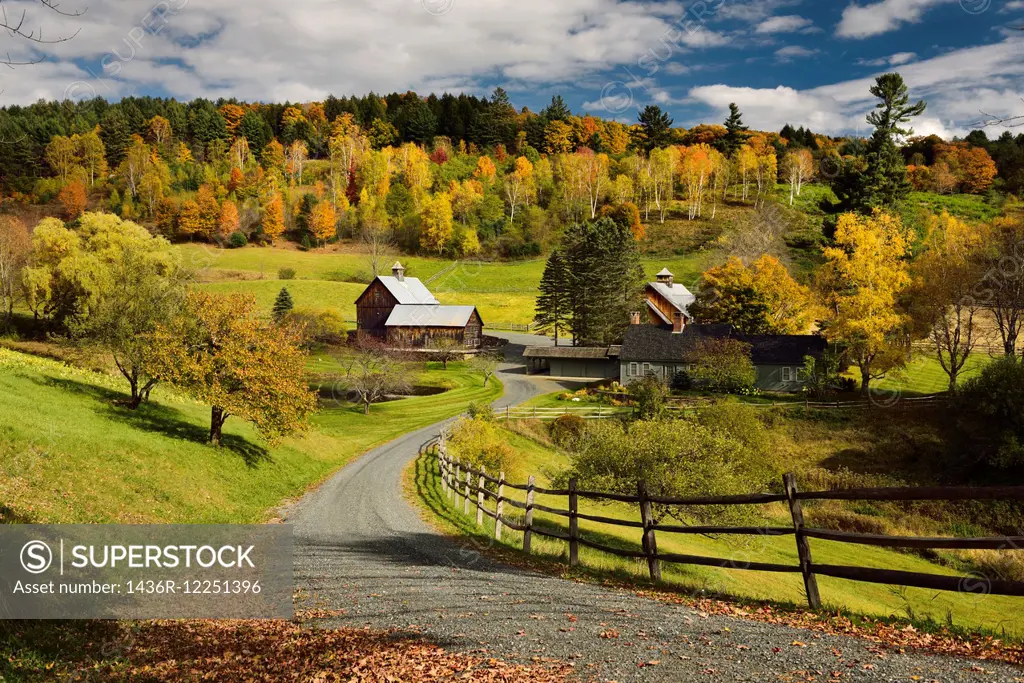 Bright Fall leaves around Sleepy Hollow Farm on Cloudland Road Woodstock Vermont.