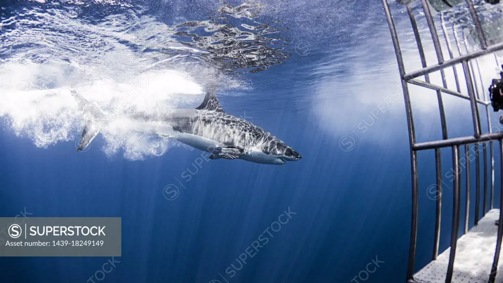 Mexico, Guadalupe Island, Great white shark (Carcharodon carcharias) and cage