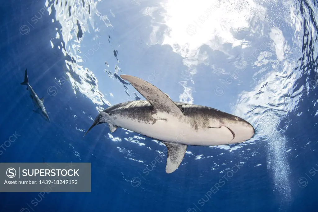 Bahamas, Cat Island, Low angle view of Oceanic whitetip shark swimming in sea