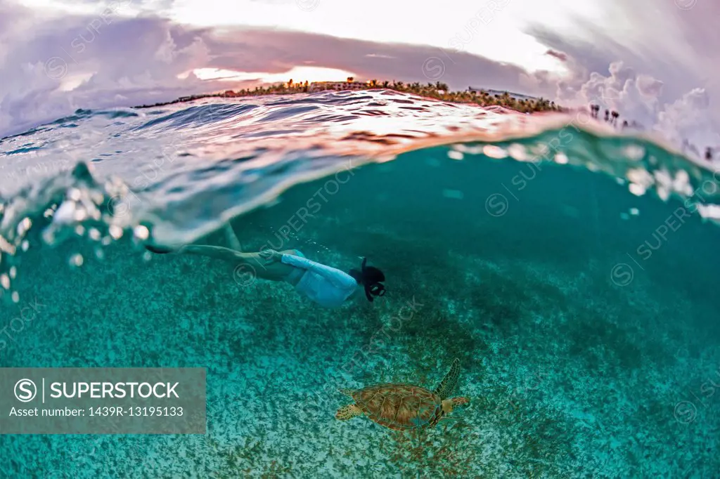 Snorkeler gets close to sea turtle in the shallows of Akumal Bay at sunset, Mexico