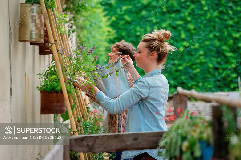 Young man and woman tending to plants growing in cans, young woman watering plants using watering can