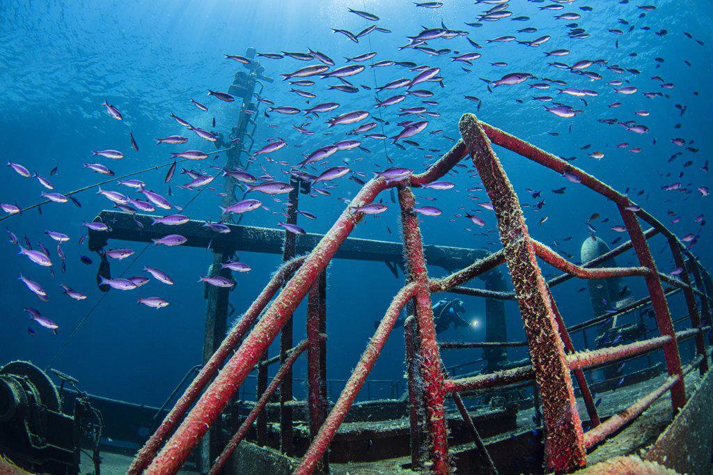 The Bahamas, Nassau, Underwater view of fish swimming around shipwreck