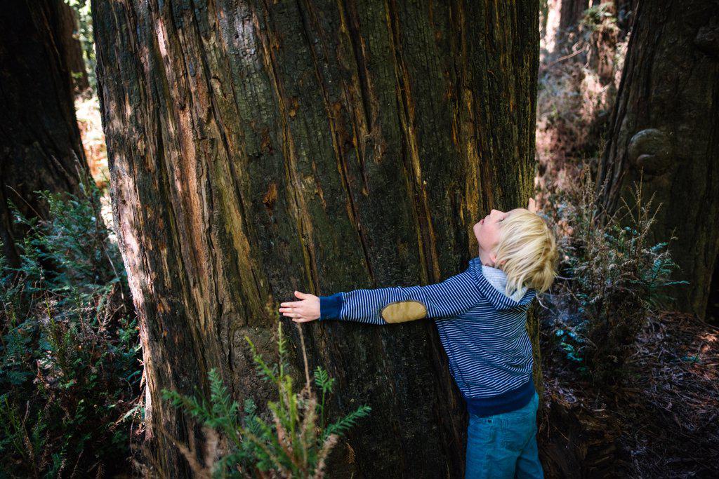 USA, California, Big Sur, Boy (8-9) hugging big tree trunk