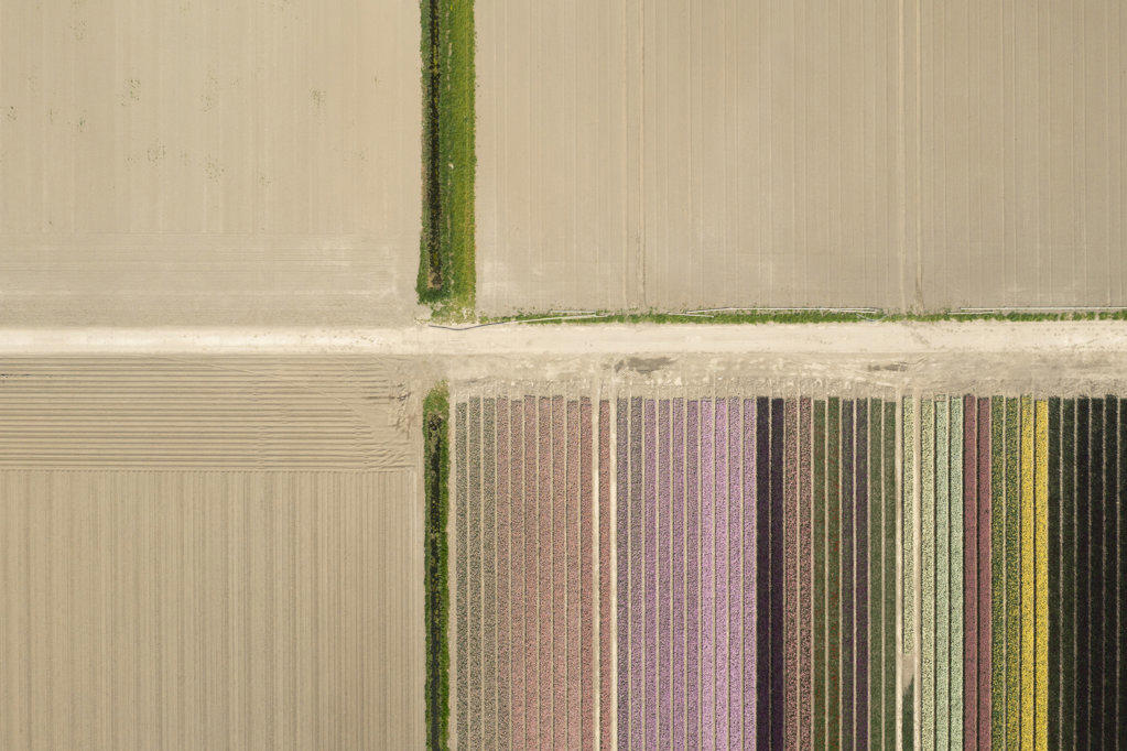 Netherlands, Emmeloord, Overhead view of tulip fields