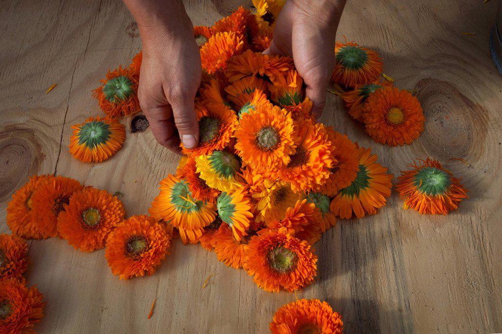 Hands of young woman with handful of calendula (calendula officinalis) flower heads