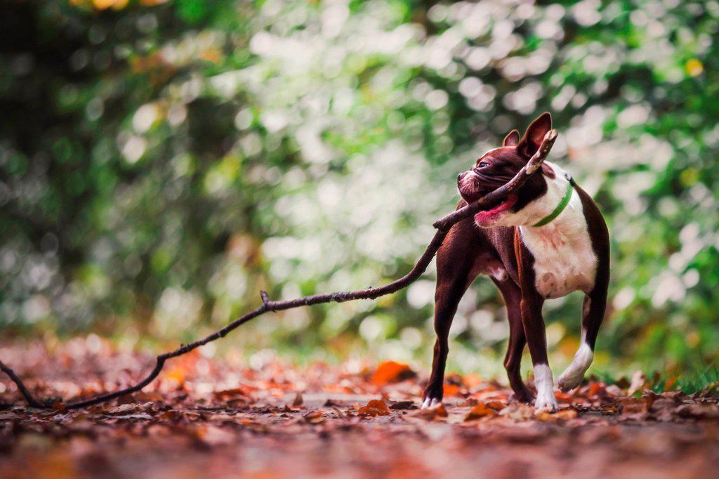 Boston terrier in rural setting, carrying large stick in mouth