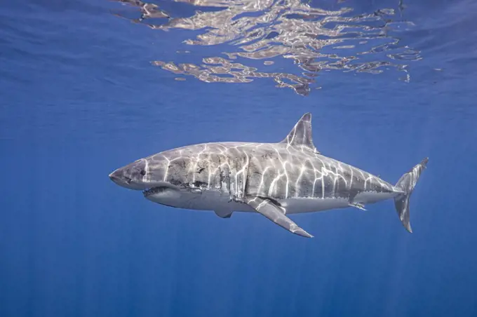 Mexico, Guadalupe Island, Great white shark (Carcharodon carcharias) underwater