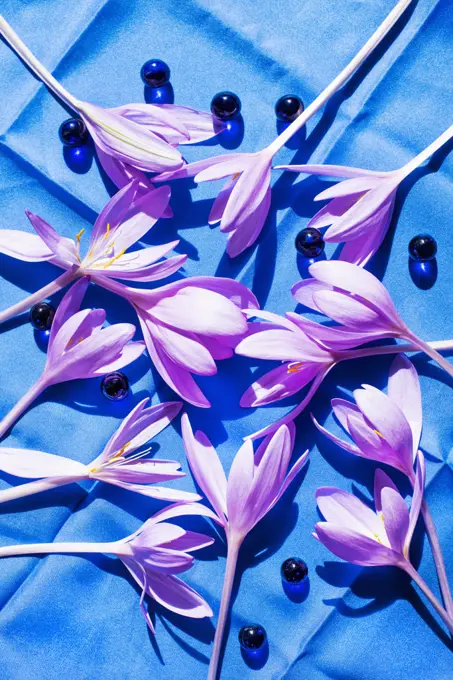 Studio shot of crocus flowers on blue textile
