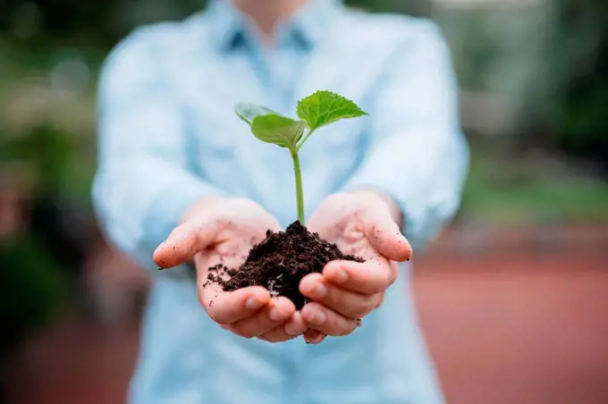 Cropped view of woman holding seedling