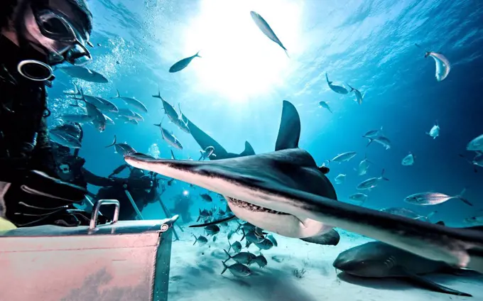 Underwater view of scuba divers feeding great hammerhead shark and nurse shark, Bahamas