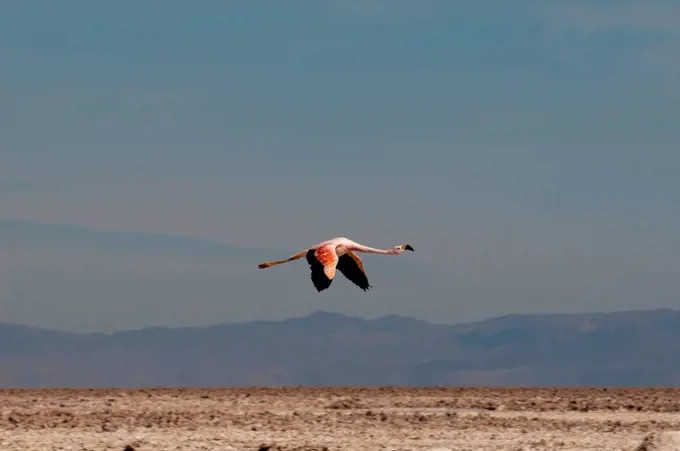 Chilean Flamingo, (Phoenicopterus chilensis), Laguna Chaxa, Salar de Atacama, Atacama Desert, Chile